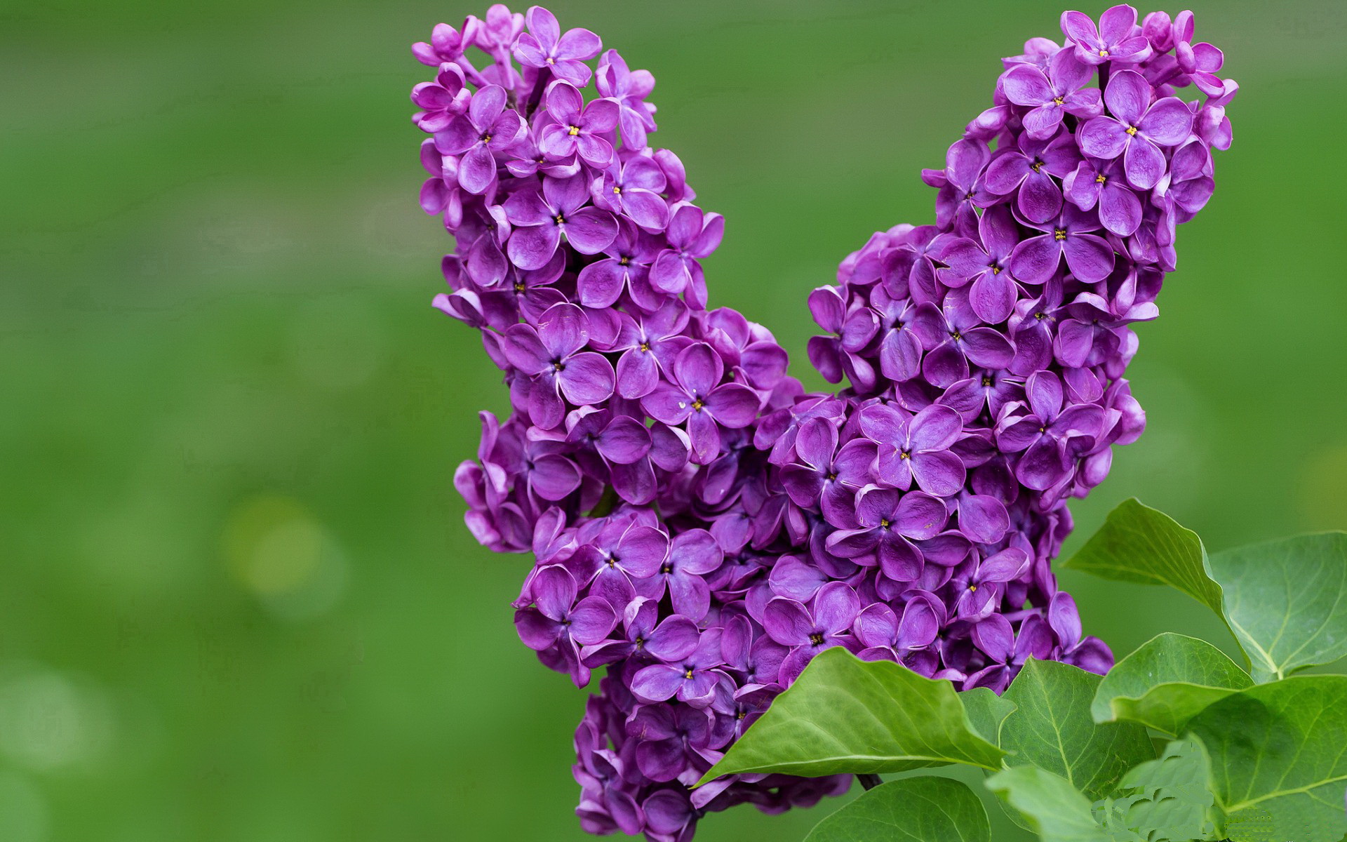 勒沃库森主场1-1战平拜仁慕尼黑，错失三分，勒沃库森vs拜仁慕尼黑比赛结果