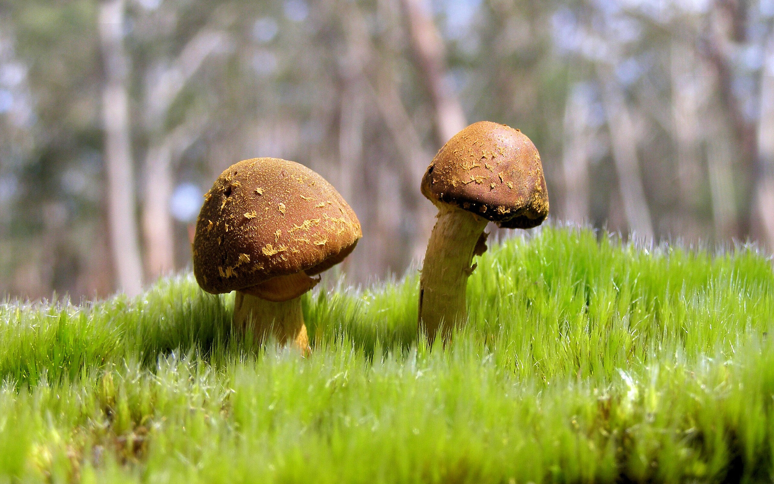 卢森堡球员在欧洲联赛中大放异彩,赢得尊重,58岁卢森堡