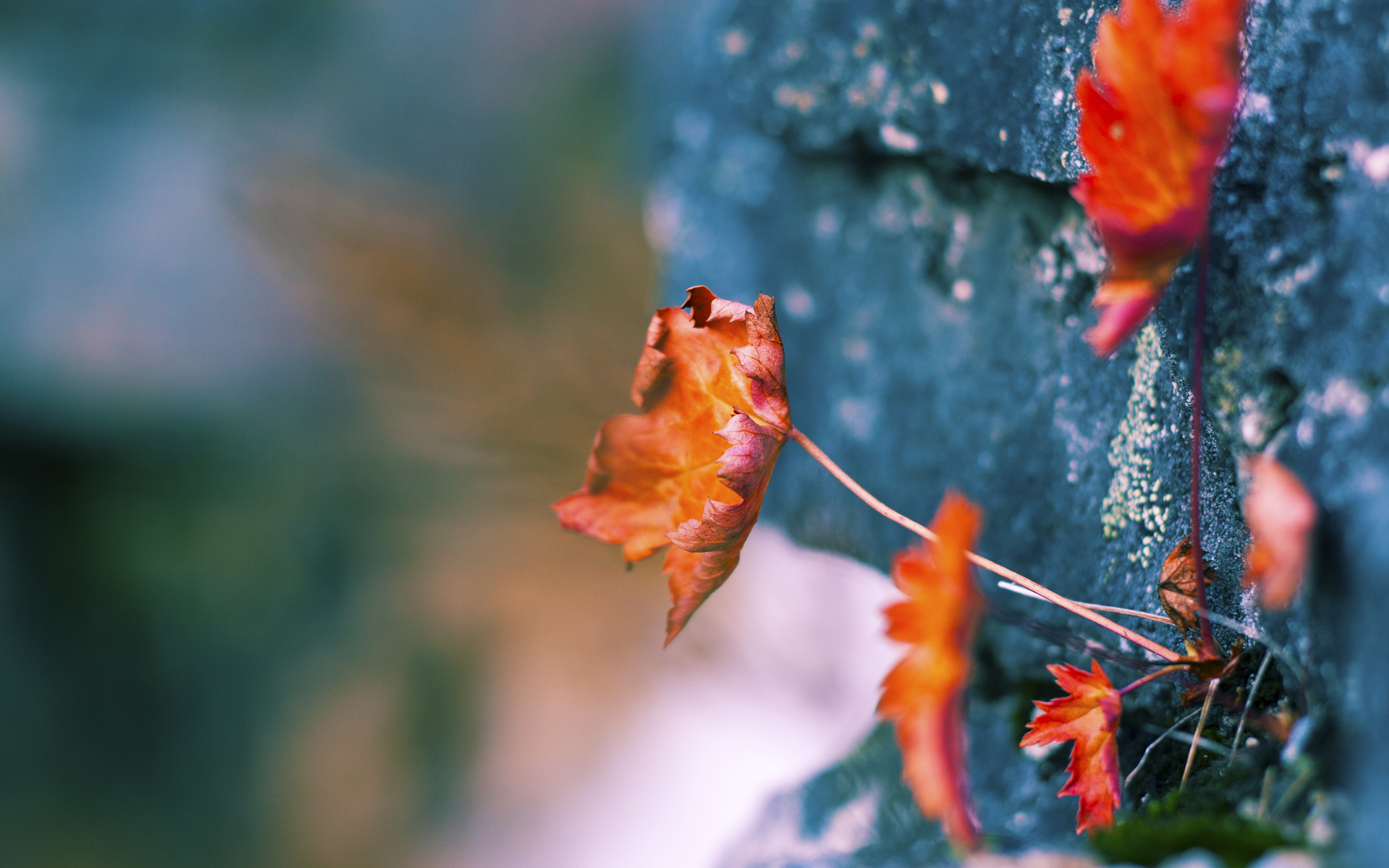 斯图加特客场失利,排名有所下降,斯图加特历史著名球星