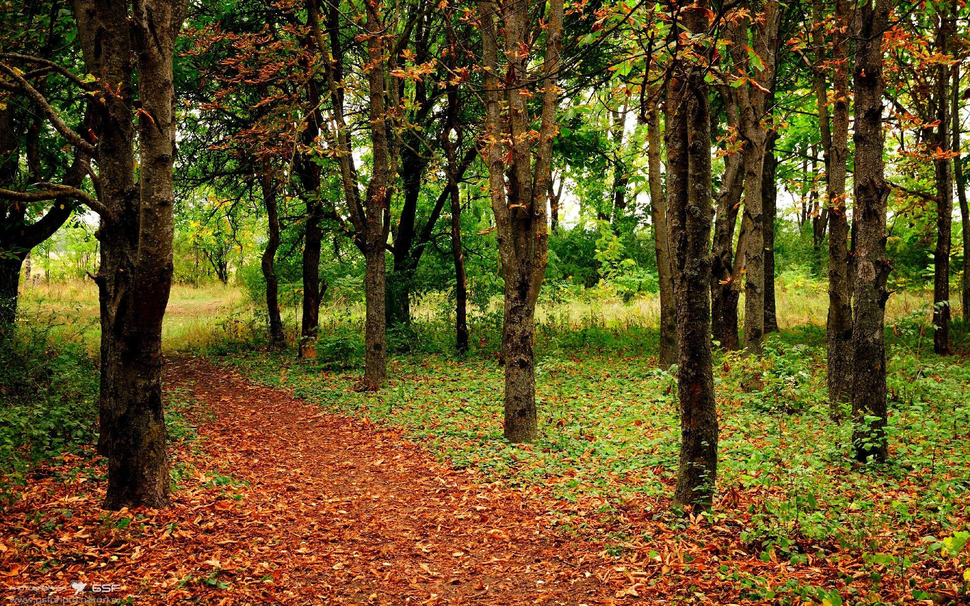 沃尔夫斯堡客场击败对手，积分领先，沃尔夫斯堡队