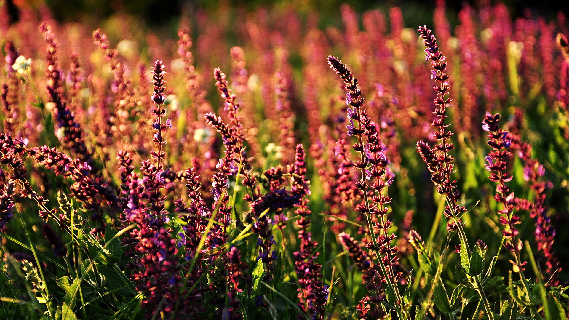 开云体育app安全下载-韩国可持续发展战略获联合国点赞，韩国被联合国认定为发达国