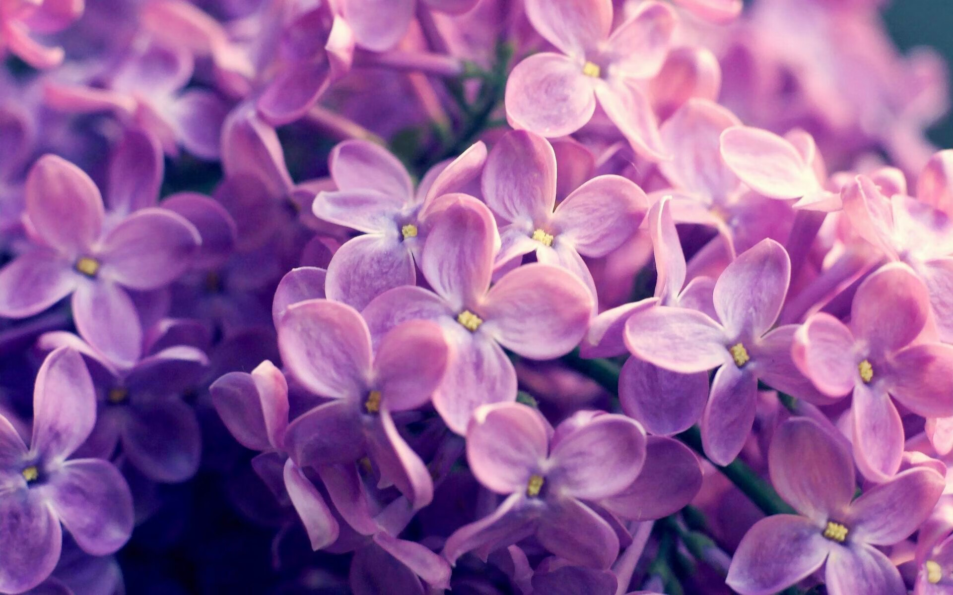 开云体育APP-拜仁边锋速度制胜，多次突破，拜仁边路