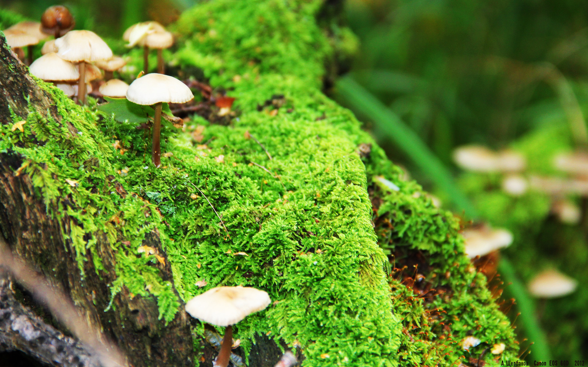 下载开云-福特的防守力量成为全黑队抵挡对手进攻的坚固屏障，福特这个人